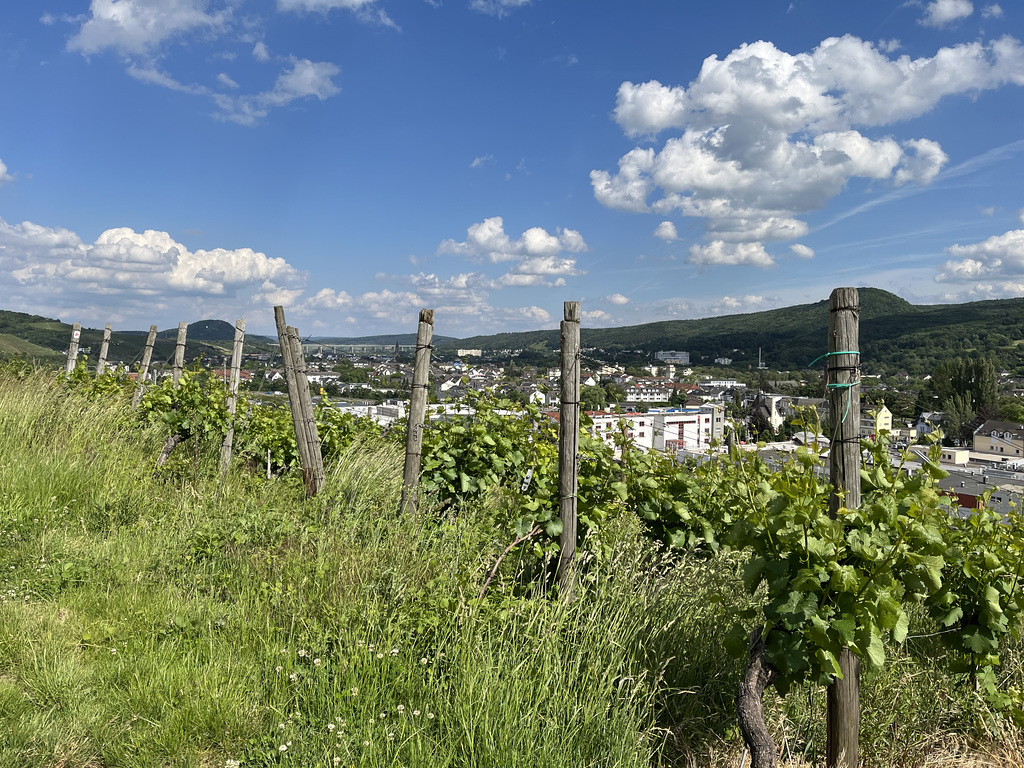 Gruß aus den Weinbergen