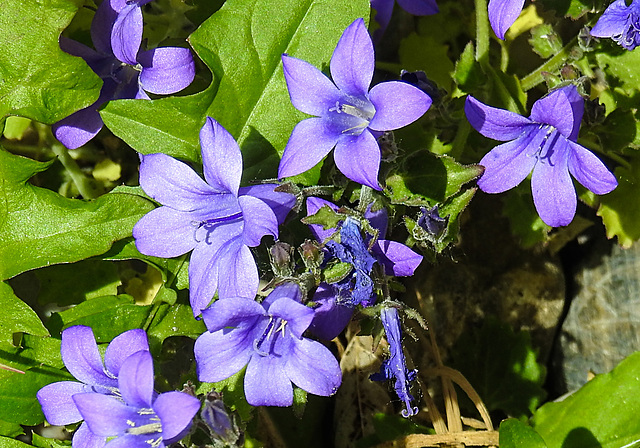 20230529 0296CPw [D~LIP] Dalmatiner Glockenblume (Campanula portenschlagiana), Bad Salzuflen