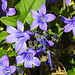 20230529 0296CPw [D~LIP] Dalmatiner Glockenblume (Campanula portenschlagiana), Bad Salzuflen