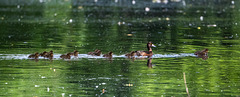 Tufted duck family
