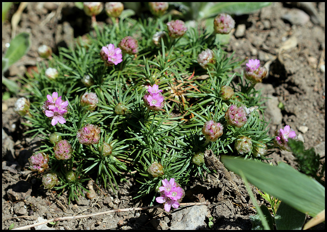 Armeria