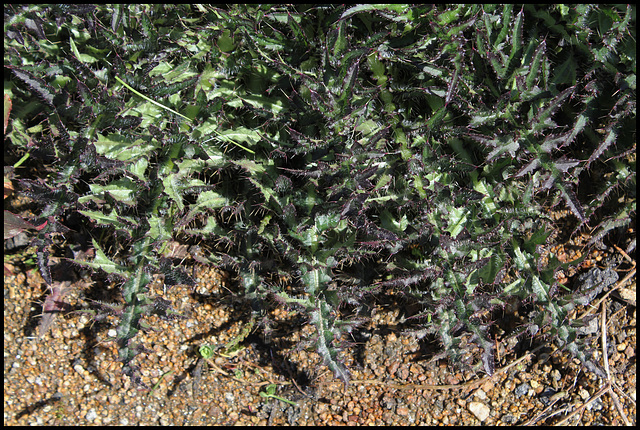 Cirsium palustre (3)