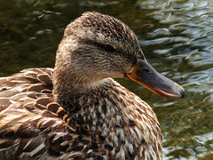 Mallard female