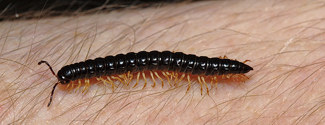 Millipede IMG_2418