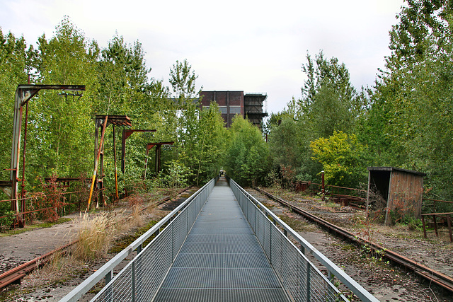 Vegetation auf der Koksofenbatterie 1 (Kokerei Hansa, Dortmund-Huckarde) / 9.09.2018