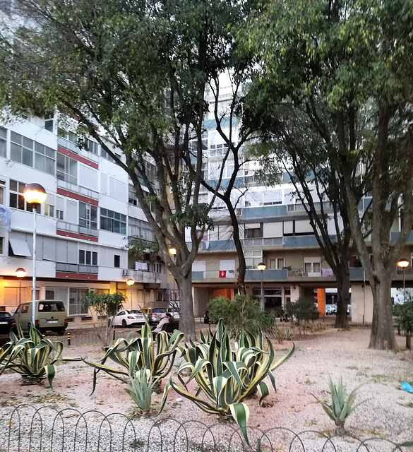 A small garden between Benfica's blocks - XI