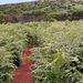 Pico Ruivo do Paúl da Serra - Auf dem Pfad zum Gipfel (1)