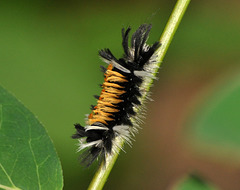 milkweed tussock moth caterpillar DSC 7497