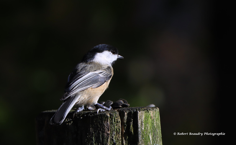 Mésange à tête noire