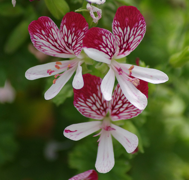 Pelargonium