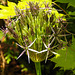 20230529 0298CPw [D~LIP] Sternkugel-Lauch (Allium cristophii), Bad Salzuflen