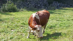 Cattle Herd in Tyrol (AT)