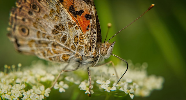 Der Distelfalter (Vanessa cardui) zwischen den Bläulingen drinnen :)) The Painted Lady butterfly (Vanessa cardui) among the blue butterflies inside :)) Le papillon Belle-Dame (Vanessa cardui) parmi le