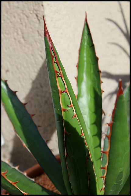 Agave (2)