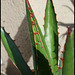 Agave (2)