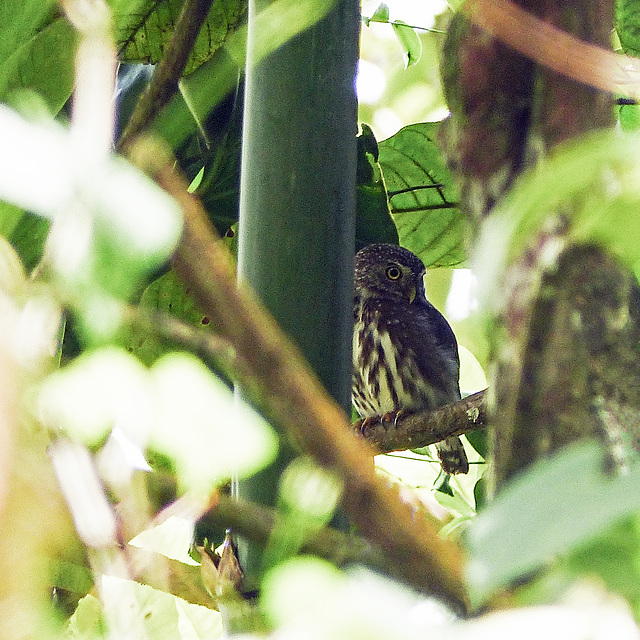 Ferruginous Pygmy-owl, on way to Brasso Seco, Trinidad