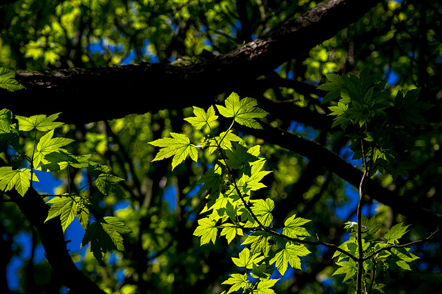 Sycamore leaves