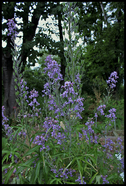 Delphinium requienii  (3)