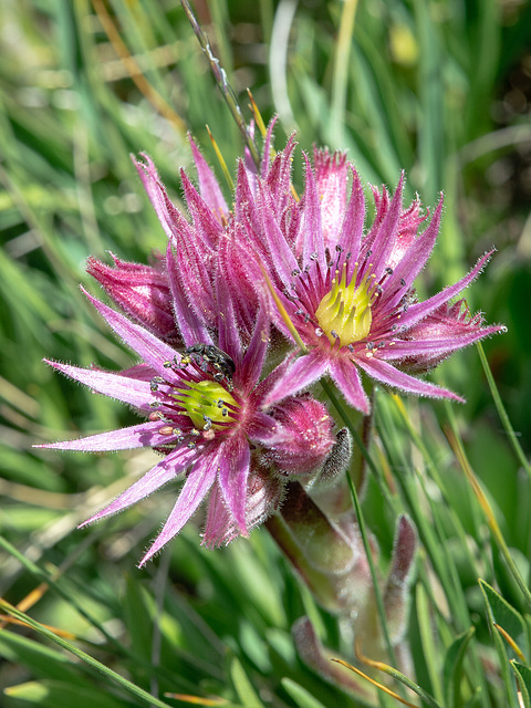 Sempervivum montanum