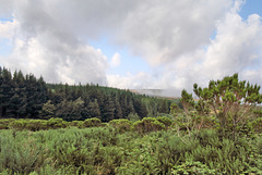 Pico Ruivo do Paúl da Serra - Auf dem Pfad zum Gipfel (2)