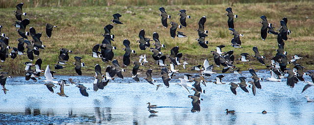 Lapwings