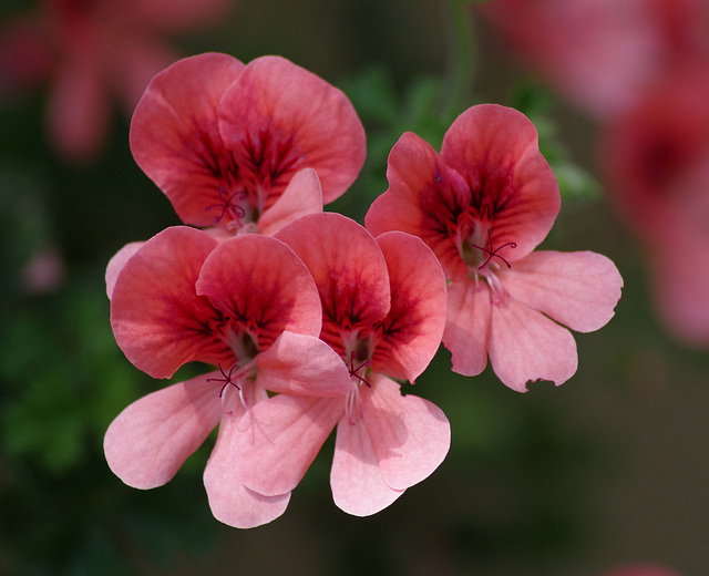 Pelargonium