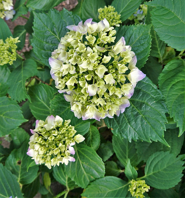 Hortensie