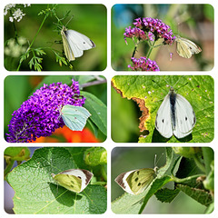 White Butterflies