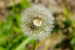 Pusteblume mit Lücken