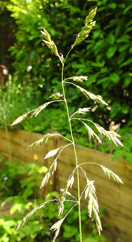 20230529 0299CPw [D~LIP] Wiesen-Rispengras (Poa pratensis agg), Bad Salzuflen