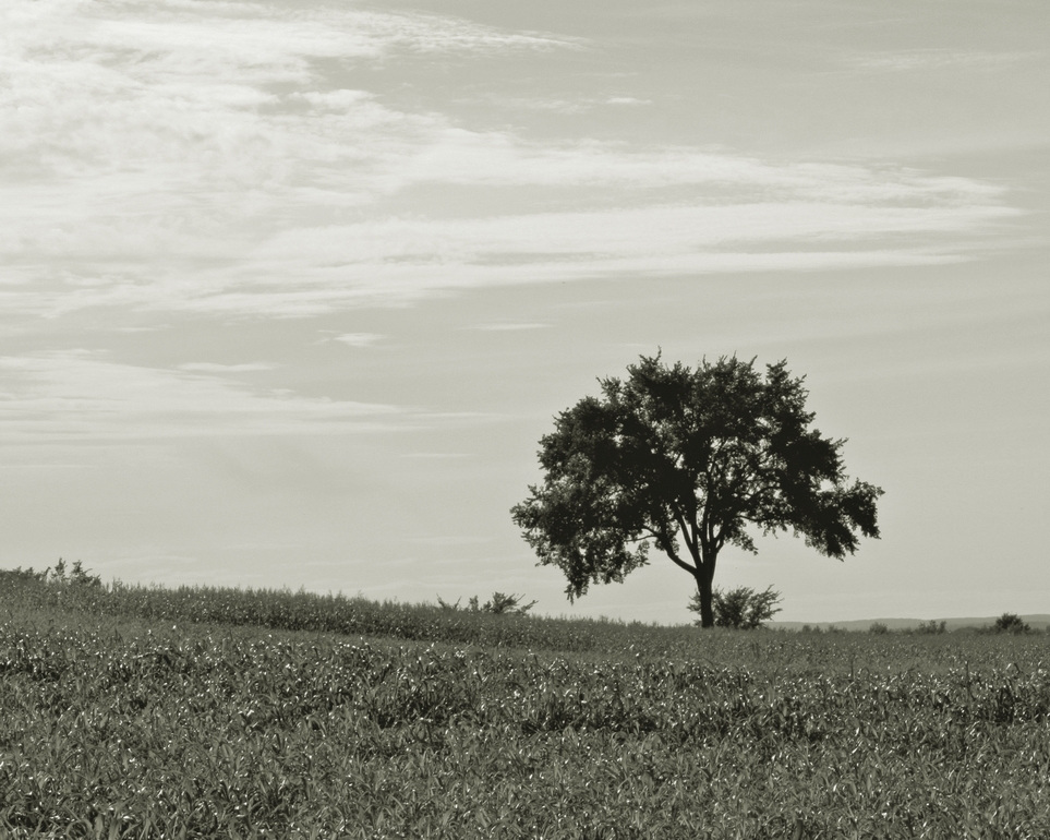 L'orme de monsieur Charbonneau/Mr. Charbonneau's elm