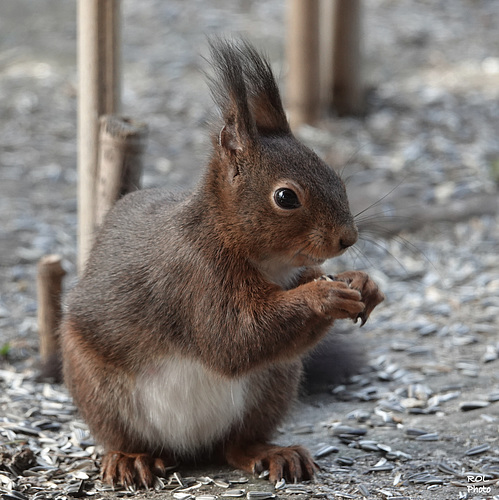 Je vous fais aussi un petit coucou