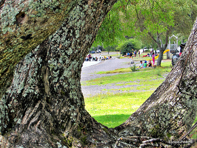 Through  a Tree Trunk.