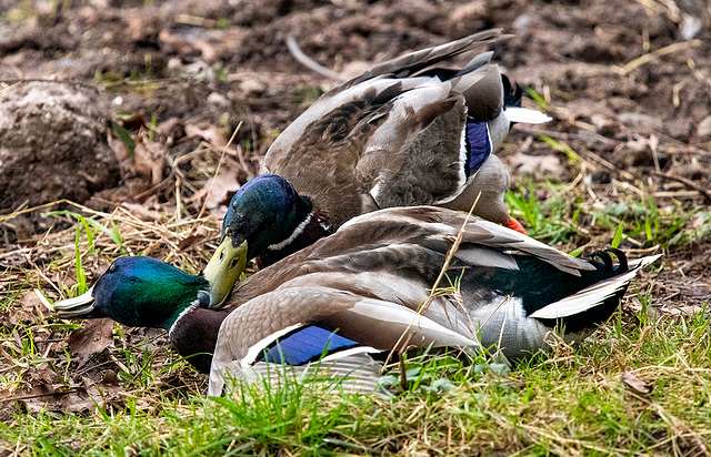 Fighting mallards