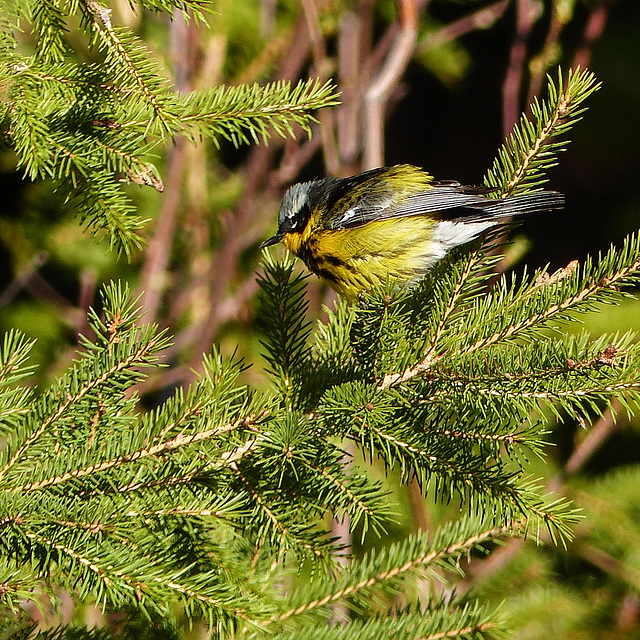 Day 10, Magnolia Warbler / Setophaga magnolia