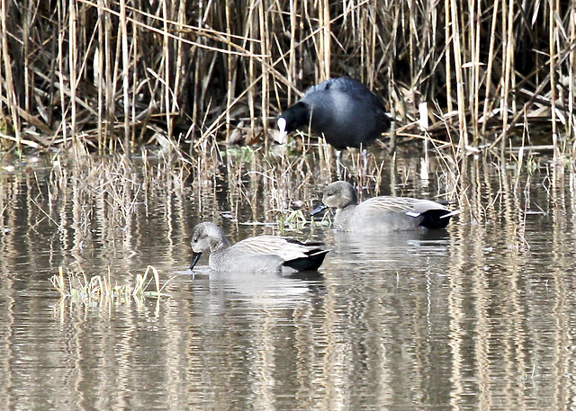 ?? Enten auf dem Weiher