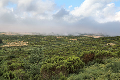 Pico Ruivo do Paúl da Serra - Auf dem Pfad zum Gipfel (3)