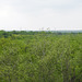 Day 7, looking from Bensten-Rio Grande State Park over to Mexico