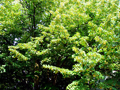 The lime trees are in bloom and its fragance and aroma drift through the garden