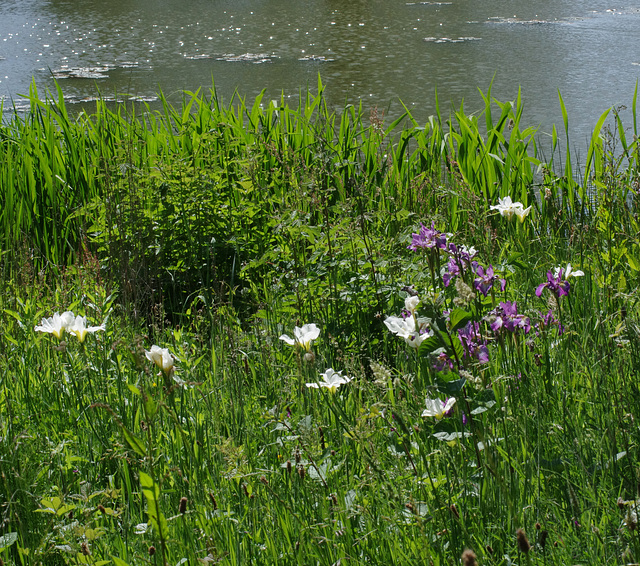 Iris by the lake