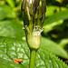 20230529 0300CPw [D~LIP] Sternkugel-Lauch (Allium cristophii), Bad Salzuflen