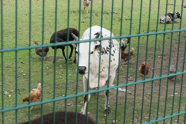 Hühnerauflauf mit Rind und Schaf (HFF) - Animal Farm with the pigs on holiday.
