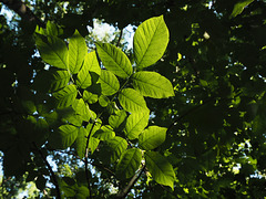 lit leaves in summer forest