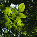 lit leaves in summer forest