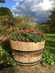 Les verveines sont toujours en fleur Les verveines sont toujours en fleur