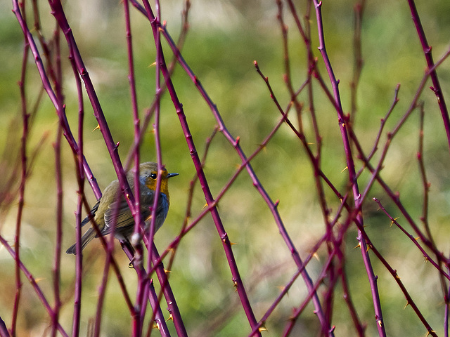 The robin among thorns