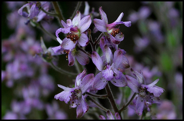 Delphinium requienii  (4)