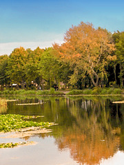 Halcion Days - Lliswerry pond