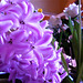 A purple hue to the flowers