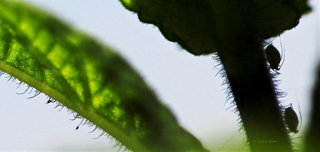 Félicie la menthe ... En avoir ou pas